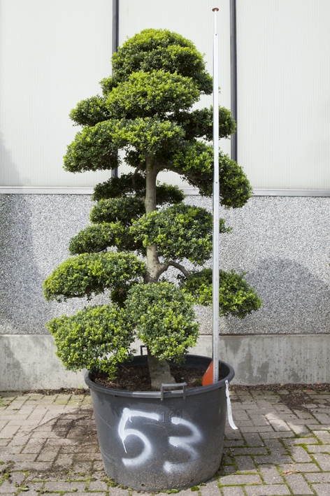 Garten Bonsai Winterhart