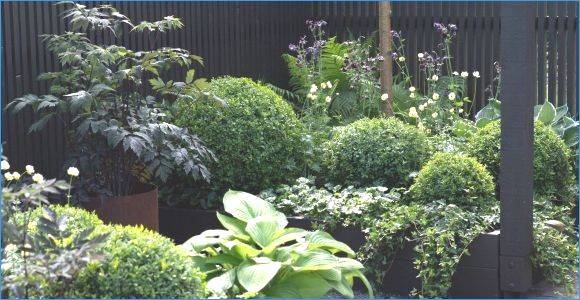 pflegeleichter-vorgarten-pflanzen-50_2 Pflegeleichter vorgarten pflanzen