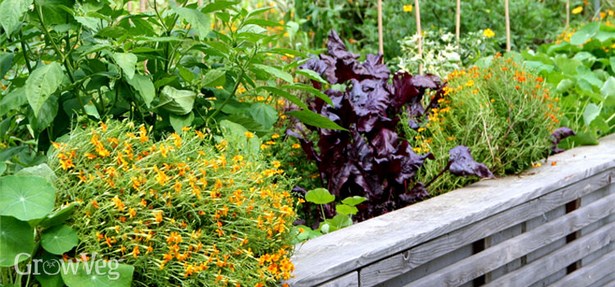 pflanzenideen-fur-gartenbeete-85 Pflanzenideen für Gartenbeete