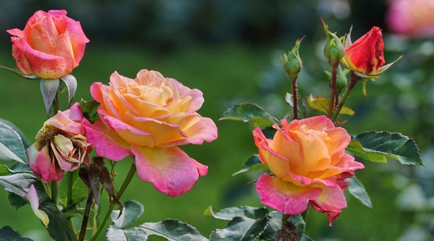 rose-blumenbeet-ideen-71_6 Rose Blumenbeet Ideen