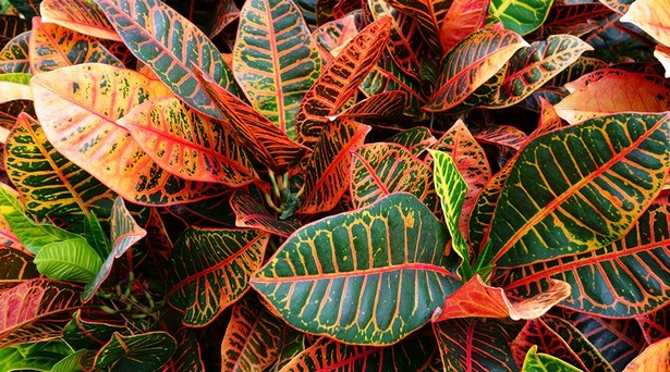 tropische-pflanzen-35 Tropische Pflanzen