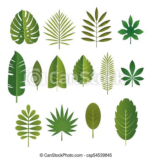 tropische-pflanzen-35_11 Tropische Pflanzen