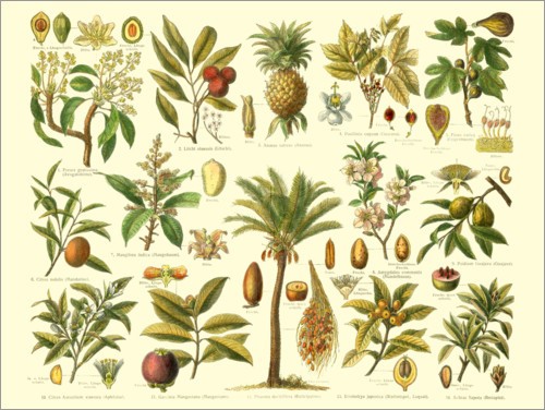tropische-pflanzen-35_12 Tropische Pflanzen