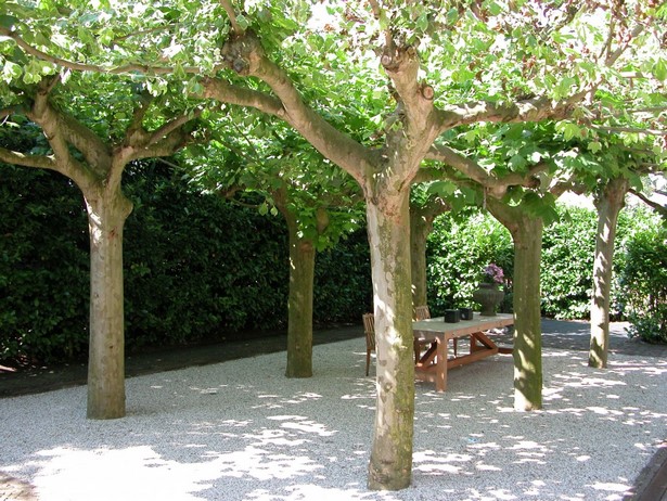 Baum kleiner garten