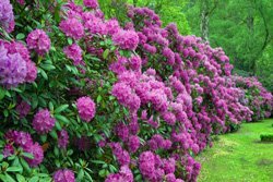 blutenhecke-als-sichtschutz-im-garten-95_12 Blütenhecke als sichtschutz im garten