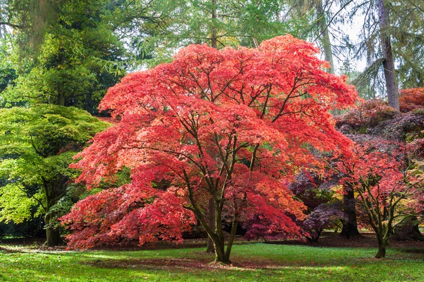 pflanzen-pflegeleicht-garten