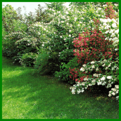 straucher-hecke-96 Sträucher hecke