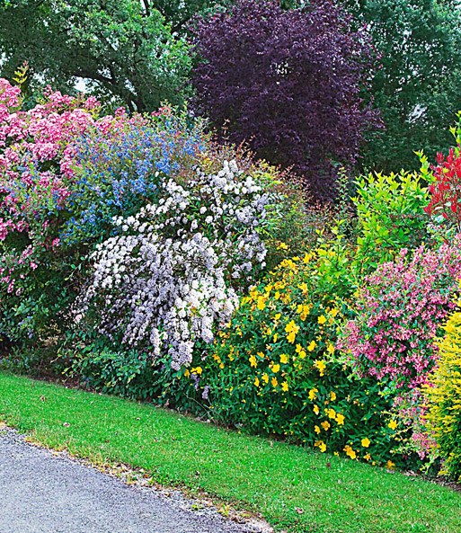 straucher-hecke-96_14 Sträucher hecke