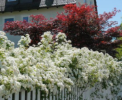 vorgarten-hecke-41_4 Vorgarten hecke