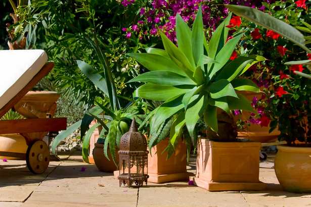 Der mediterrane garten