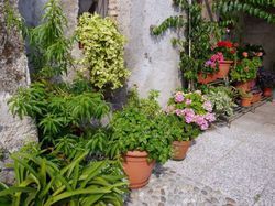 mediterrane-terrasse-pflanzen-82_20 Mediterrane terrasse pflanzen