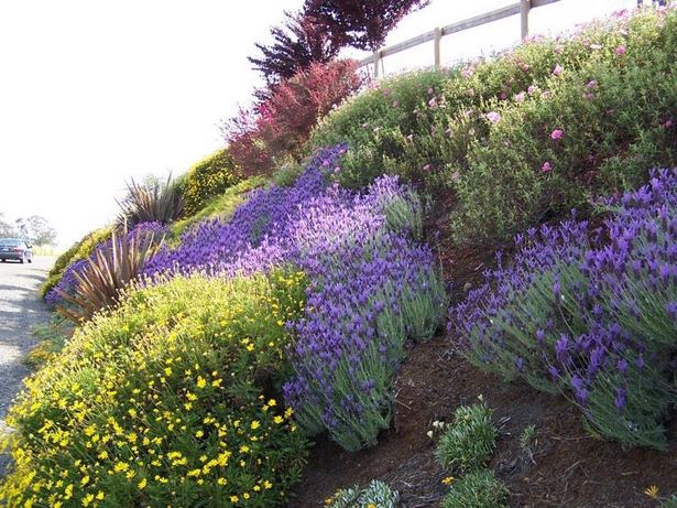 North Side Of House Landscaping Ideas - 10 Easy Foundation Plants for the Front of Your House