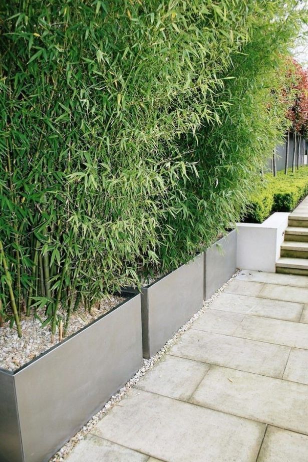 Pflanzen Terrasse Sichtschutz