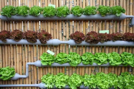 ideen-fur-gemusegarten-91_5 Ideen für Gemüsegärten