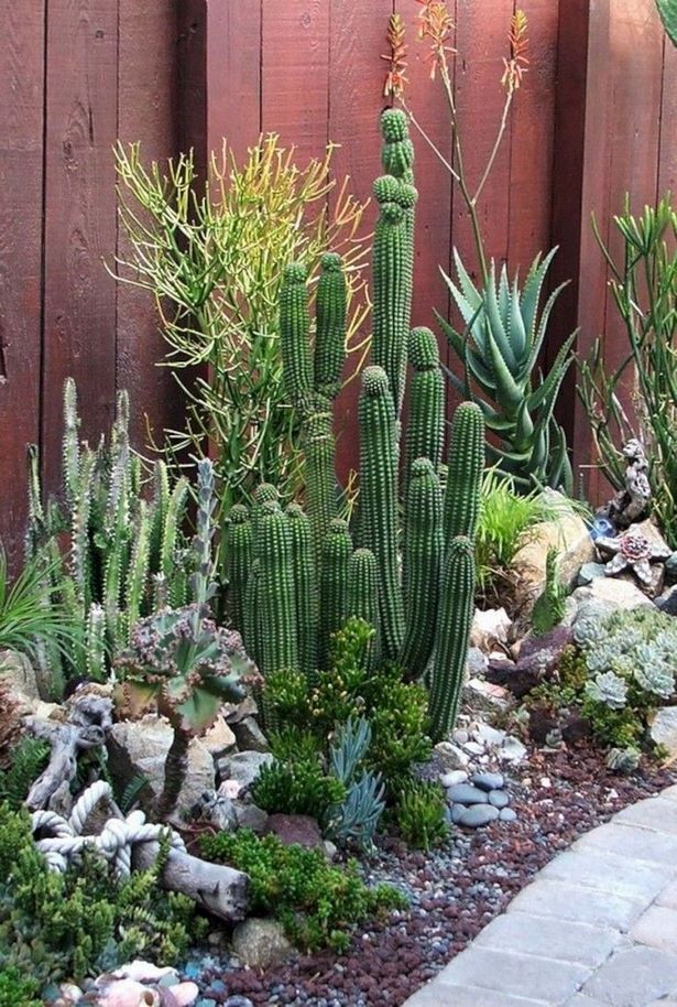 kaktus-garten-ideen-landschaft-82_10 Kaktus, Garten Ideen, Landschaft