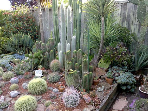kaktus-garten-ideen-landschaft-82_12 Kaktus, Garten Ideen, Landschaft