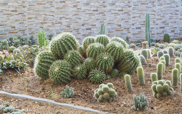 kaktus-garten-ideen-landschaft-82_15 Kaktus, Garten Ideen, Landschaft