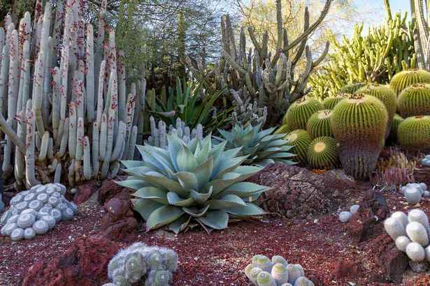 kaktus-garten-ideen-landschaft-82_4 Kaktus, Garten Ideen, Landschaft