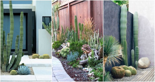 Kaktus, Garten Ideen, Landschaft