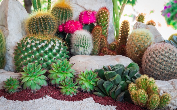 kaktus-garten-ideen-30_4 Kaktus-Garten Ideen