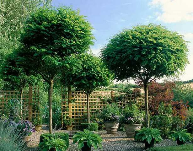 baume-kleiner-garten-93_16 Bäume kleiner Garten