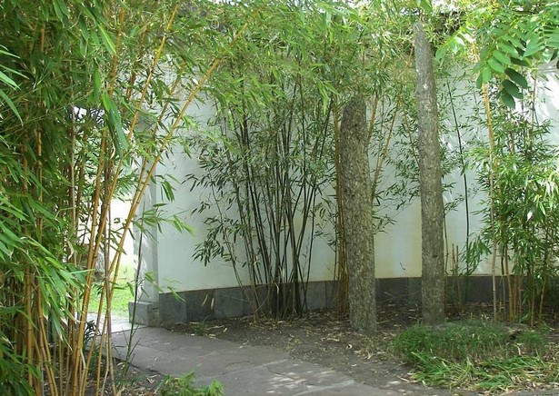 garten-gestalten-mit-bambus-45_13 Garten gestalten mit bambus