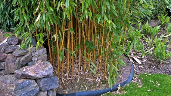garten-gestalten-mit-bambus-45_3 Garten gestalten mit bambus