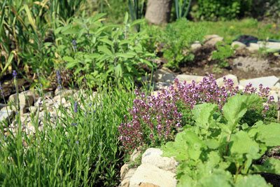 krauter-und-gemusegarten-anlegen-36_7 Kräuter und gemüsegarten anlegen