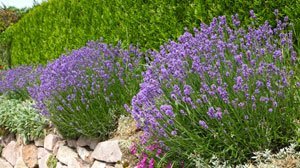 lavendel-beet-99_17 Lavendel beet