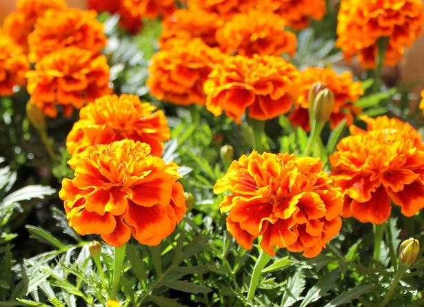 blumen-fur-den-garten-29 Blumen für den Garten