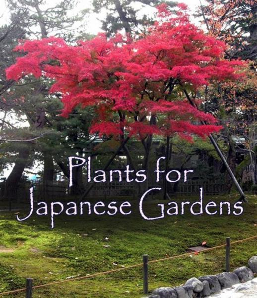 japanische-gartenpflanzen-33_13 Japanische Gartenpflanzen