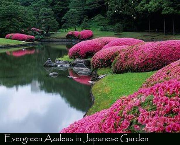 japanische-gartenpflanzen-33_4 Japanische Gartenpflanzen