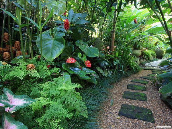 tropische-gartenpflanzen-23_6 Tropische Gartenpflanzen