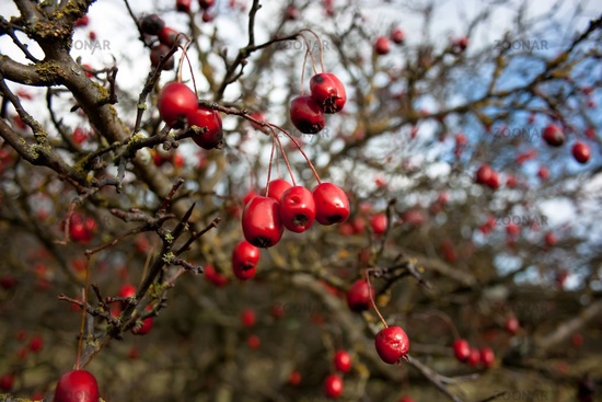 baum-rote-beeren-61_13 Baum rote beeren