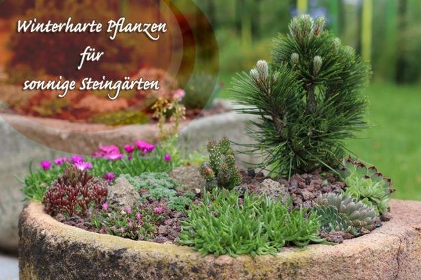 welche-pflanzen-fur-steingarten-98_11 Welche pflanzen für steingarten