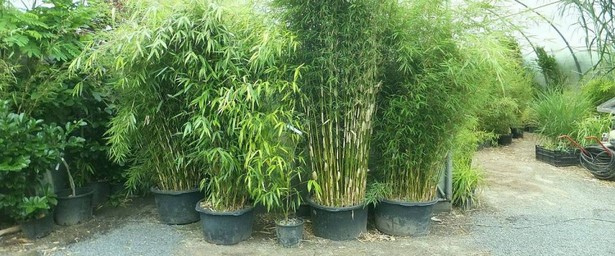 bambus-garten-43_3 Bambus garten