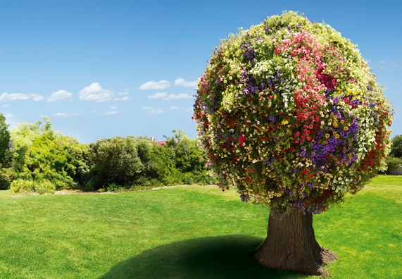 Bäume für den garten