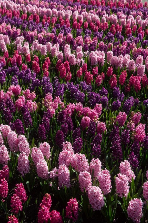 Blumengarten gestalten