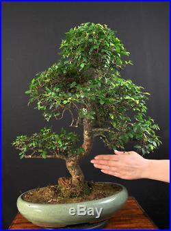 bonsai-baum-gross-45_10 Bonsai baum groß