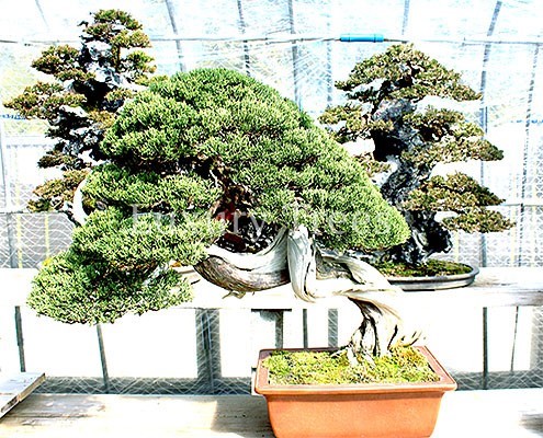 bonsai-baum-gross-45_12 Bonsai baum groß
