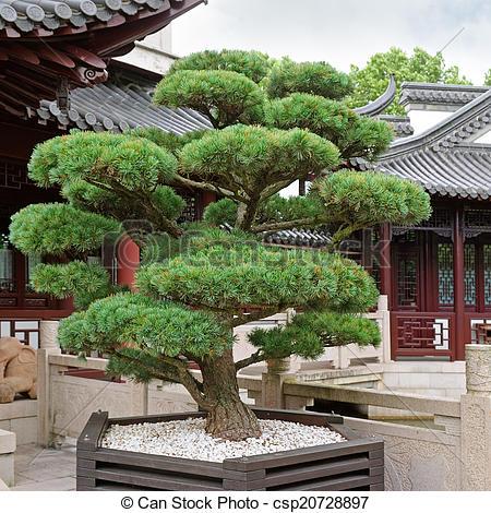 bonsai-baum-gross-45_18 Bonsai baum groß