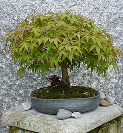 bonsai-baum-gross-45_19 Bonsai baum groß