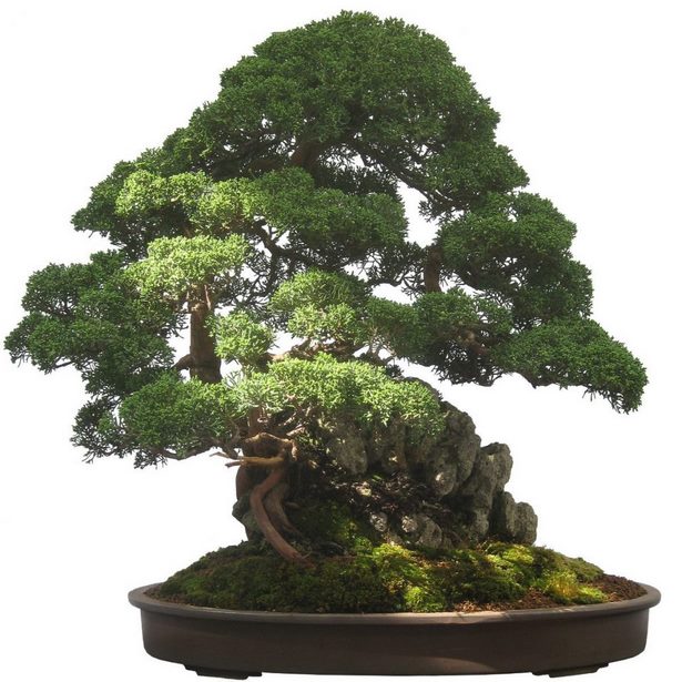 bonsai-baum-gross-45_2 Bonsai baum groß