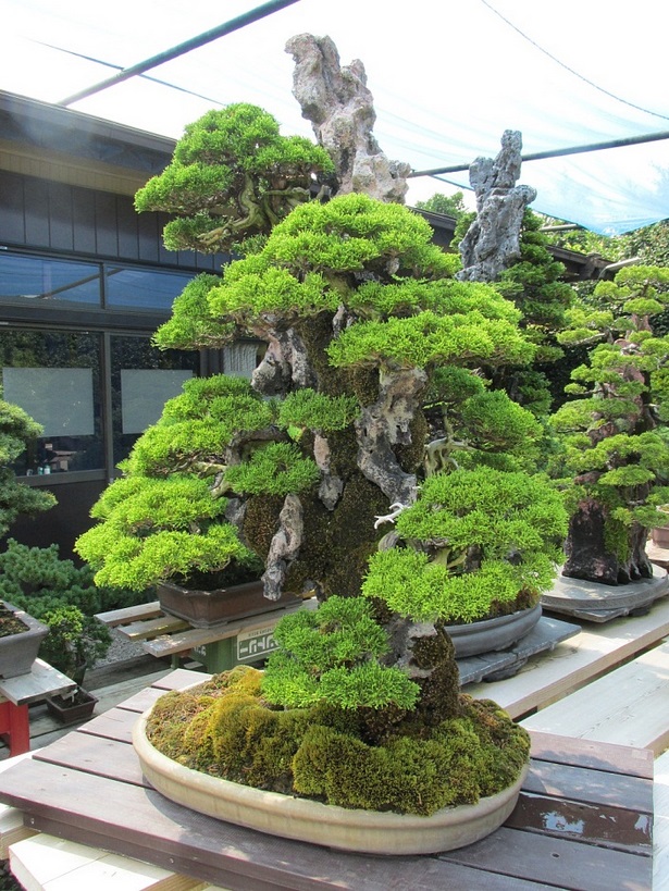 bonsai-baum-gross-45_3 Bonsai baum groß