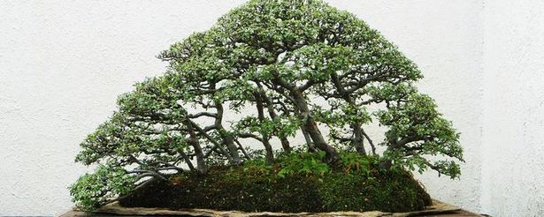 bonsai-baum-gross-45_4 Bonsai baum groß