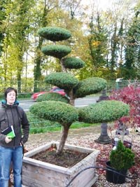 bonsai-baum-gross-45_6 Bonsai baum groß