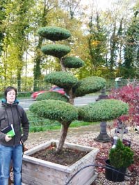 bonsai-baum-gross-45_6 Bonsai baum groß