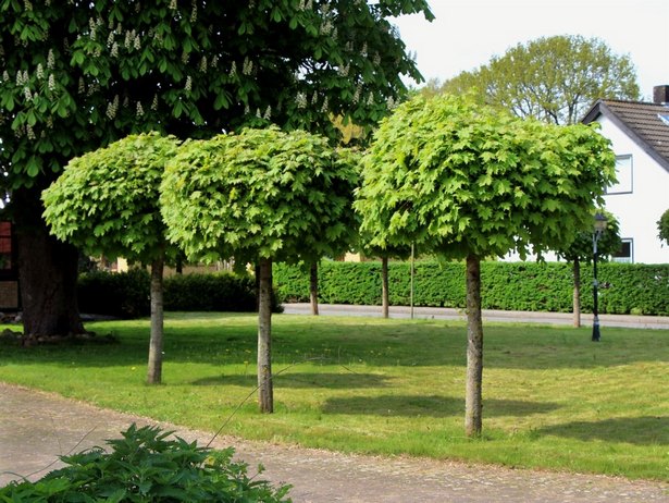 garten-baume-79_9 Garten bäume
