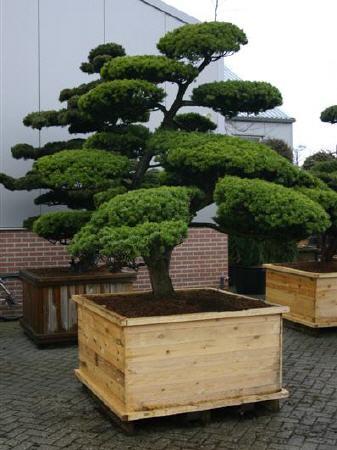 garten-bonsai-winterhart-60_9 Garten bonsai winterhart