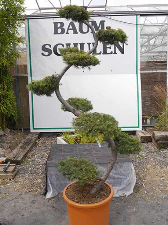 garten-bonsai-63_2 Garten bonsai